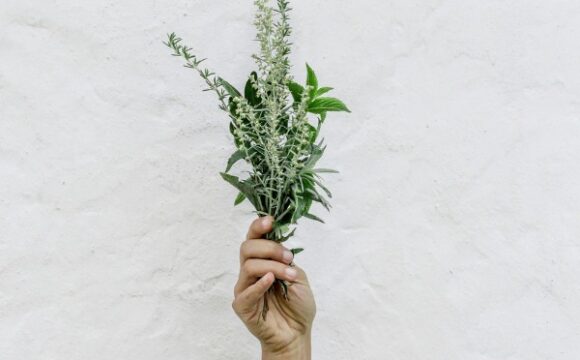 les bases de la naturopathie 2024