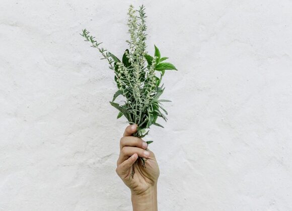 les bases de la naturopathie 2024