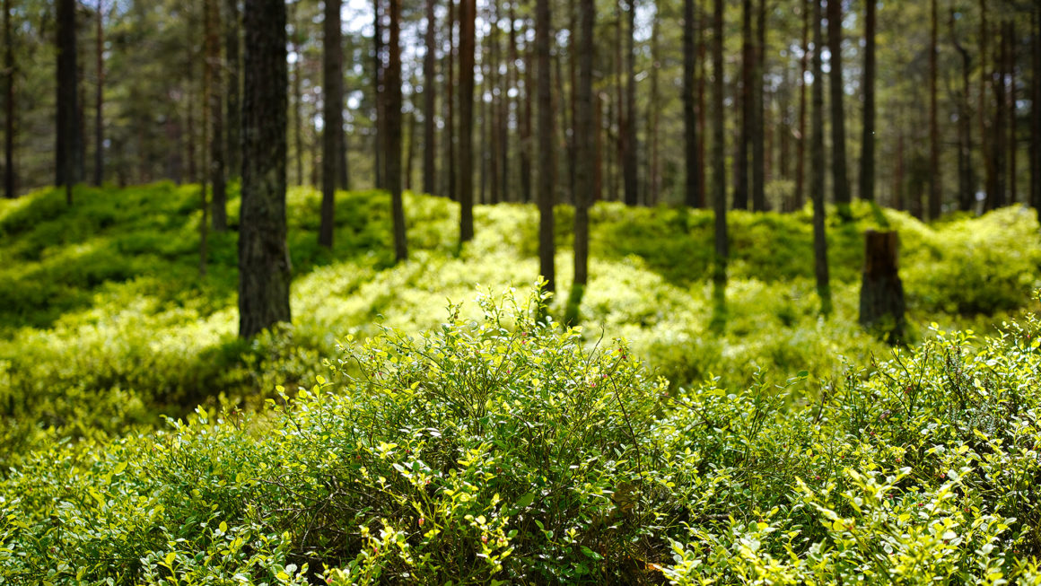 Bain de foret naturopathie