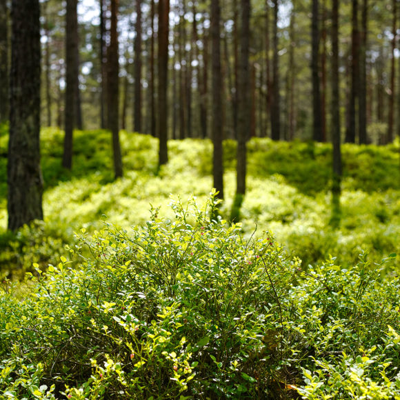 Bain de foret naturopathie