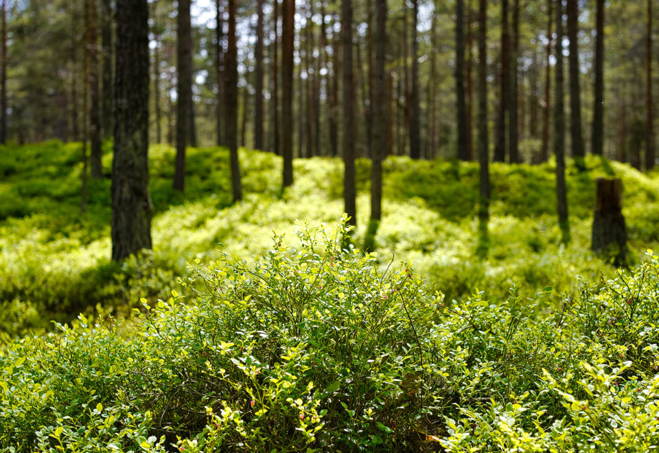 Bain de foret naturopathie