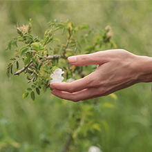 Les bases de la naturopathie