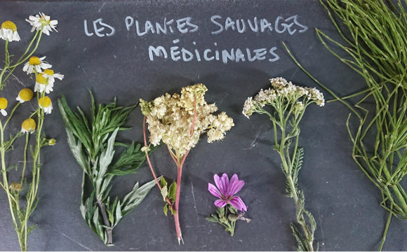 phytothérapie appliquée - naturopathie